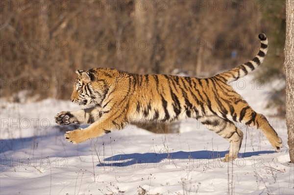 Siberian tiger