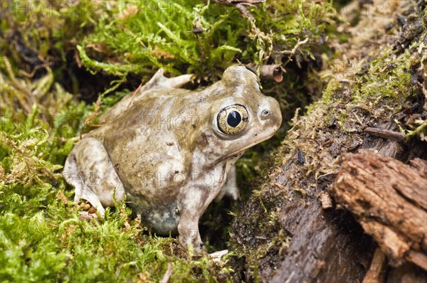 The plains spadefoot toad