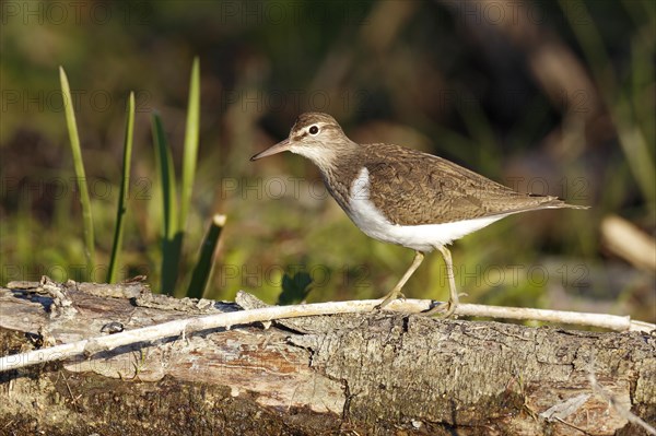 Common sandpiper