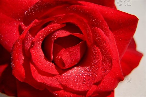 Red rose close-up with water droplets