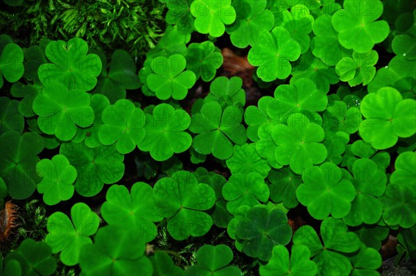 Wood sorrel