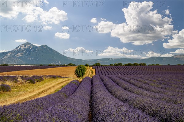 Flowering common lavender