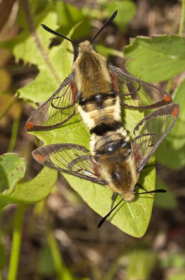 Snowberry clearwing