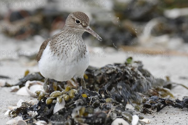 Common sandpiper