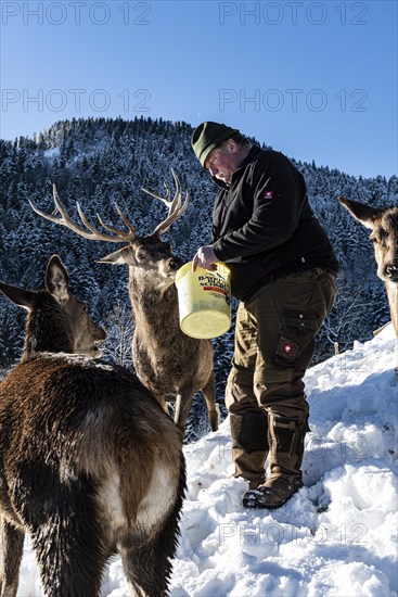 Deer feeding on the Reiseralm