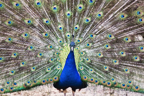 Indian peafowl