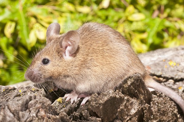 House mouse