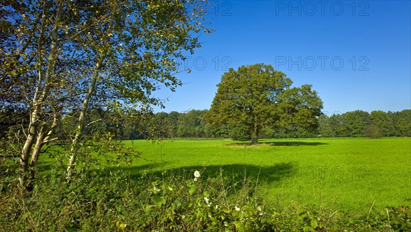 English oak