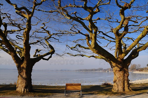 Plane trees