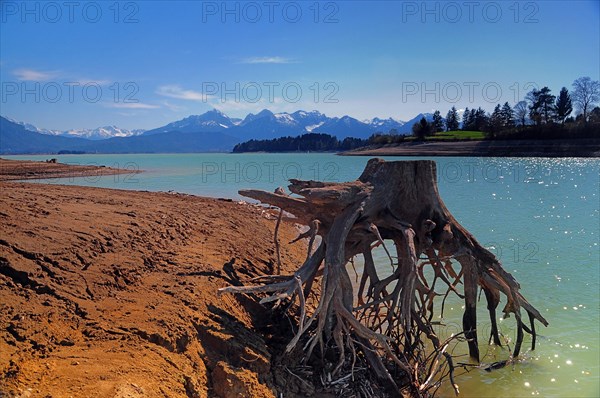 Rootstock on the shore of Lake Forrgen
