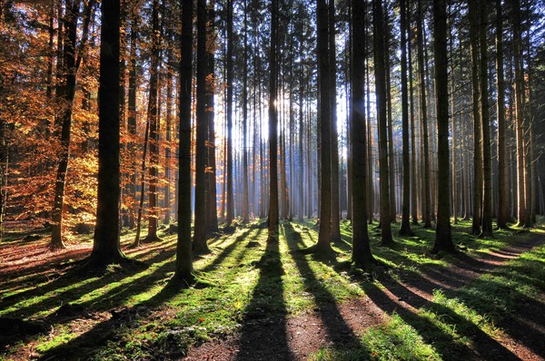 High forest in autumn with backlight