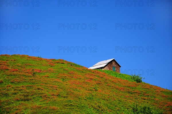 Hairy alpenrose