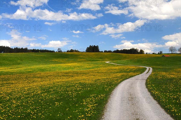 Spring meadow with dandelion and road