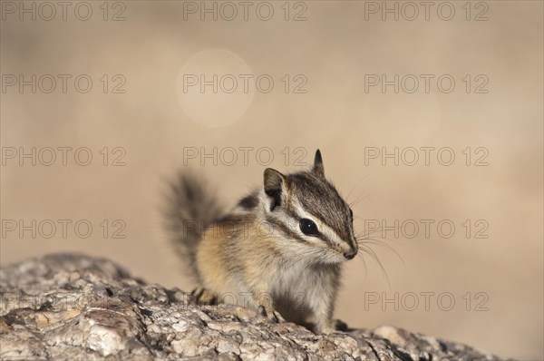 Least chipmunk