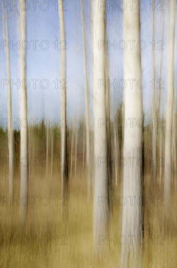 Motion blur of Quaking Aspen