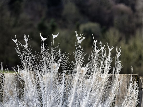 White indian peafowl