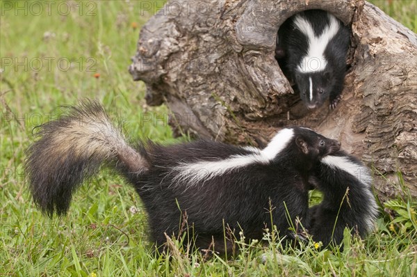 Striped skunk