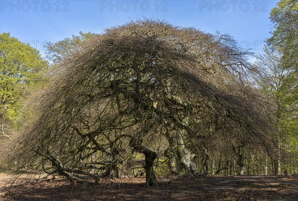 Ancient plane tree in the forest area of Lietzow