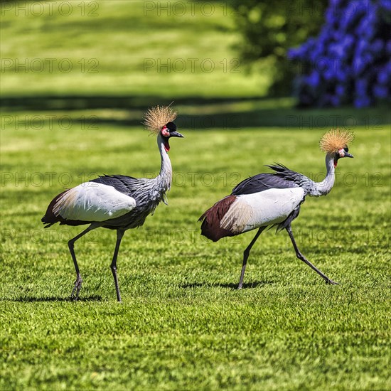 Grey gray crowned-crane