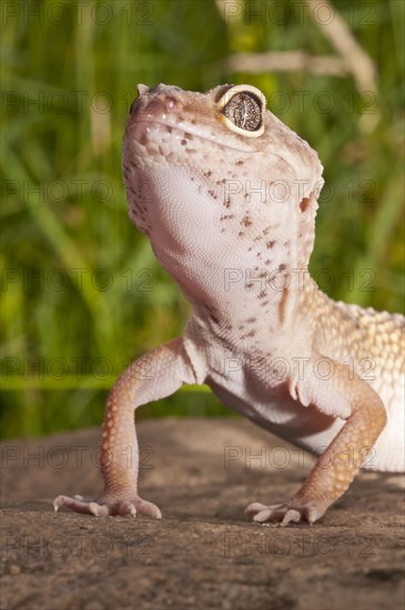 Leopard gecko