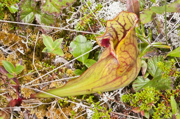 Pitcher plant