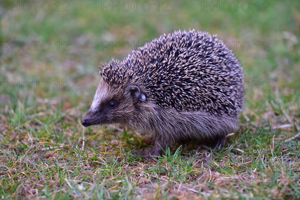 Hedgehog