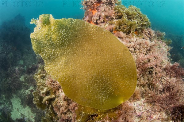 Brown algae