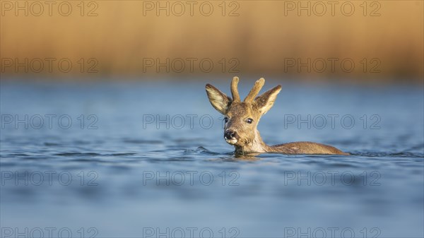 European roe deer