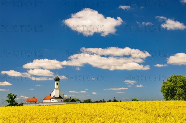 Village church behind a blossoming rape field