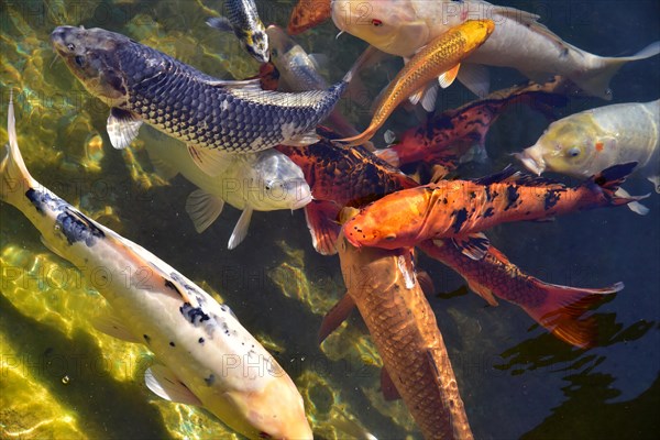 Different coloured koi in a pond