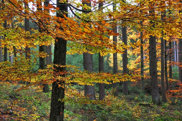 Mixed forest with beech trees in autumn