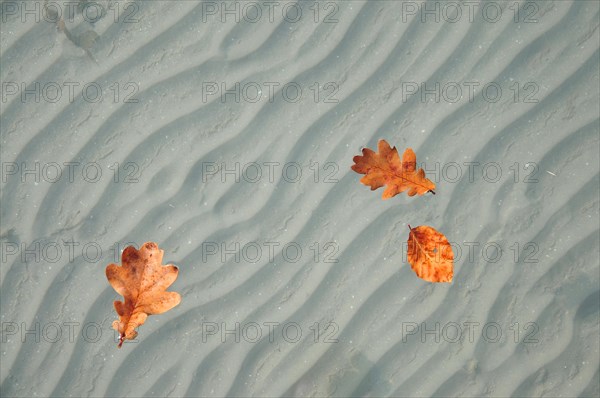 Autumn oak leaves on lake surface