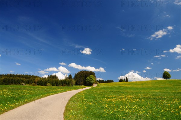 Spring meadow with dandelion and road