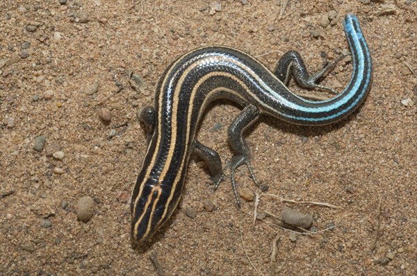 Juvenile American five-lined skink