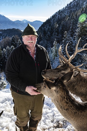 Deer on the Reiseralm near Lenggries with host Alois Oswald