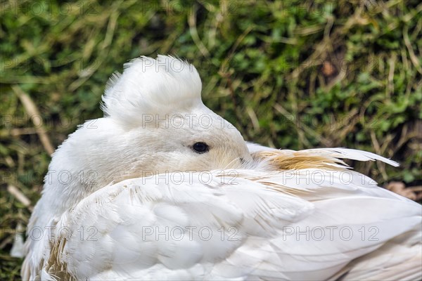 White Crested Duck