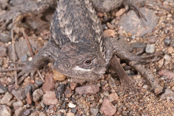 Texas spiny lizard