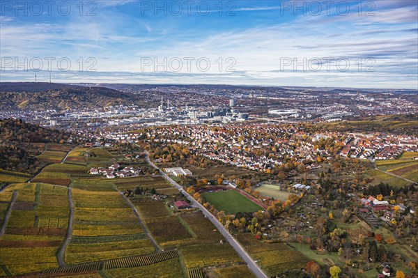 Vineyard in autumn