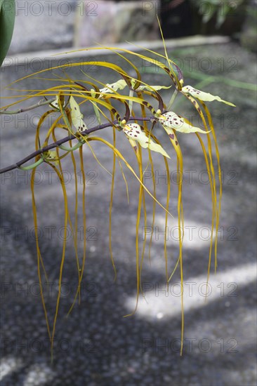 Brassia arcuigera or spider orchid