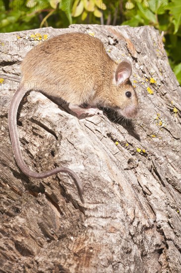 House mouse