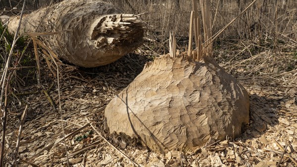 A tree felled by a beaver in a floodplain forest on the Danube