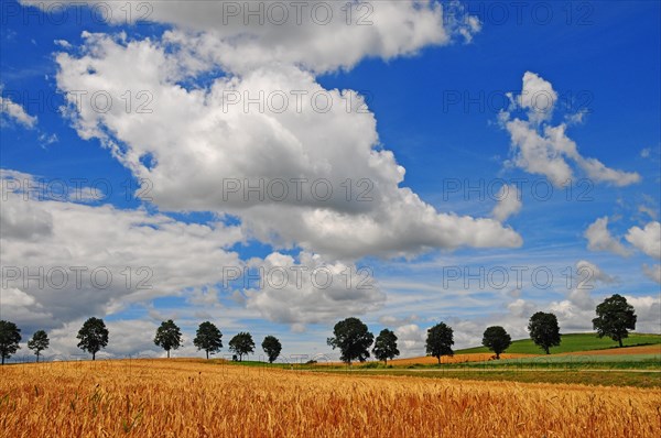 Summer cloudy sky