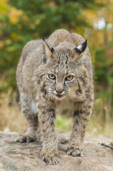 Bobcat