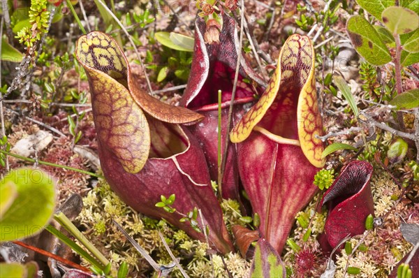 Pitcher plant