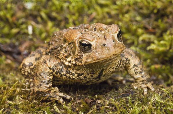 American toad