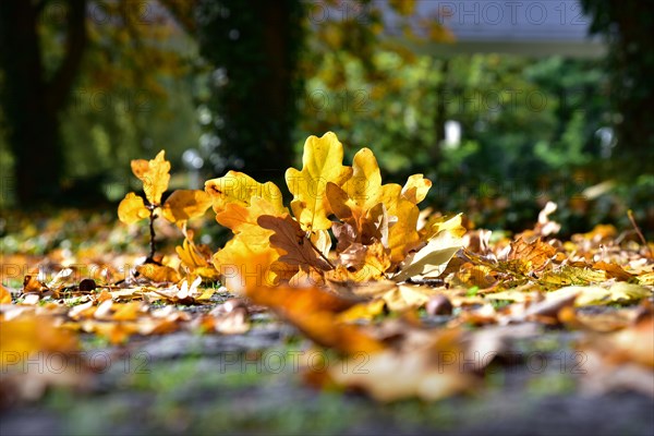 Autumn leaves of an oak tree