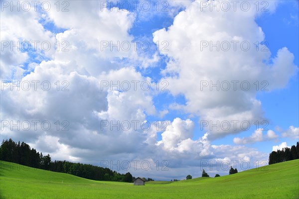 Meadow landscape in spring in Unterallgaeu