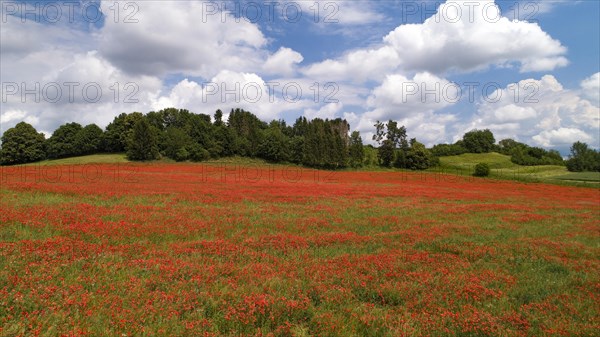 Field with poppy flowers