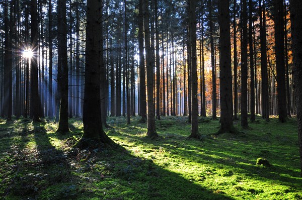 High forest in autumn with backlight