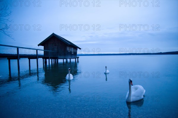 Boathouse and Swans